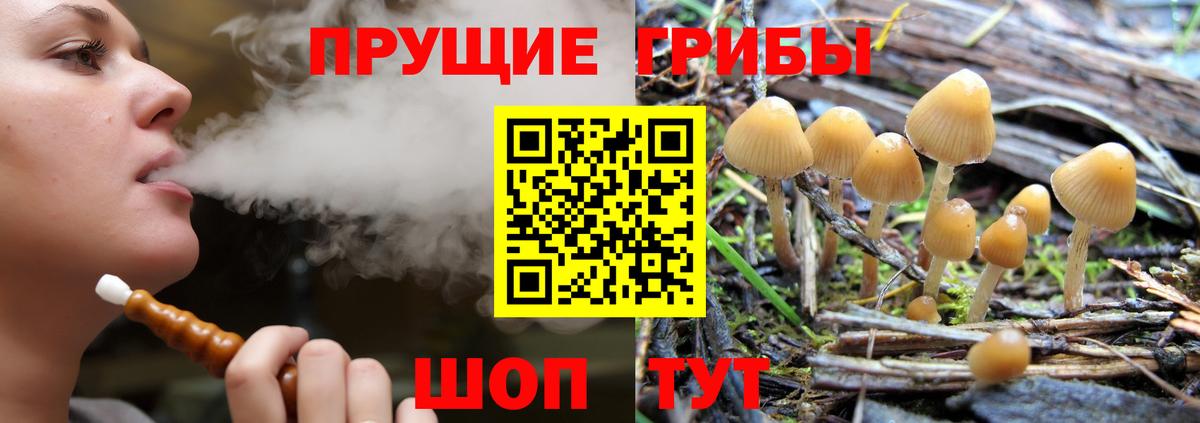 Псилоцибиновые грибы Psilocybine cubensis Петровск